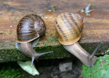 ‘Jeremy’, el caracol zurdo, muere de viejo tras encontrar el amor ‘Jeremy’, el caracol zurdo, muere de viejo tras encontrar el amor
