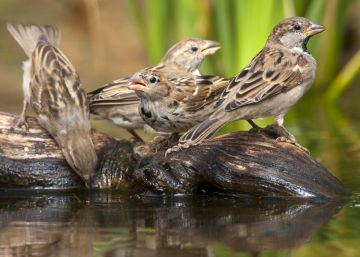 ¿Sueñan los pájaros con guitarras eléctricas?