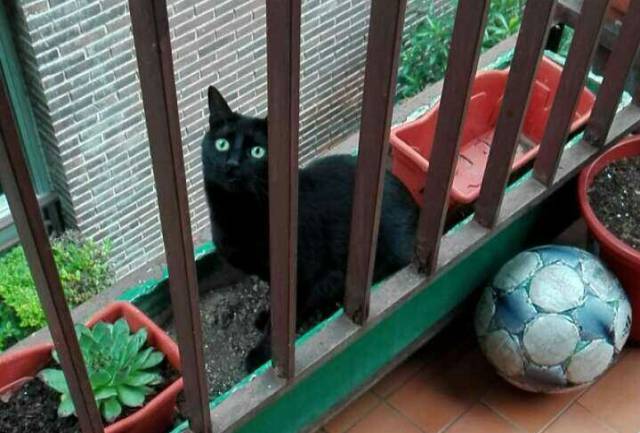 'Saba', la gata que no es cuqui.