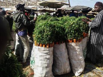 La ‘app’ senegalesa que revoluciona el comercio de productos agrícolas