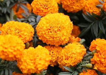 Cempasúchil, la flor que ilumina el camino de los muertos