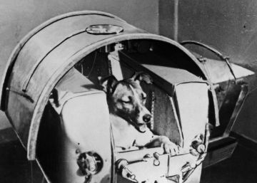 Laika, a cadela que esquentou a corrida espacial entre Rússia e EUA