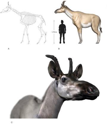 Reconstrucción del 'Decennatherium rex'.