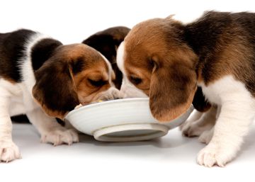 ¿Y si pudieras dar de comer a 50.000 perros y gatos?