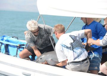 Una vaquita marina muere tras ser capturada por científicos en México