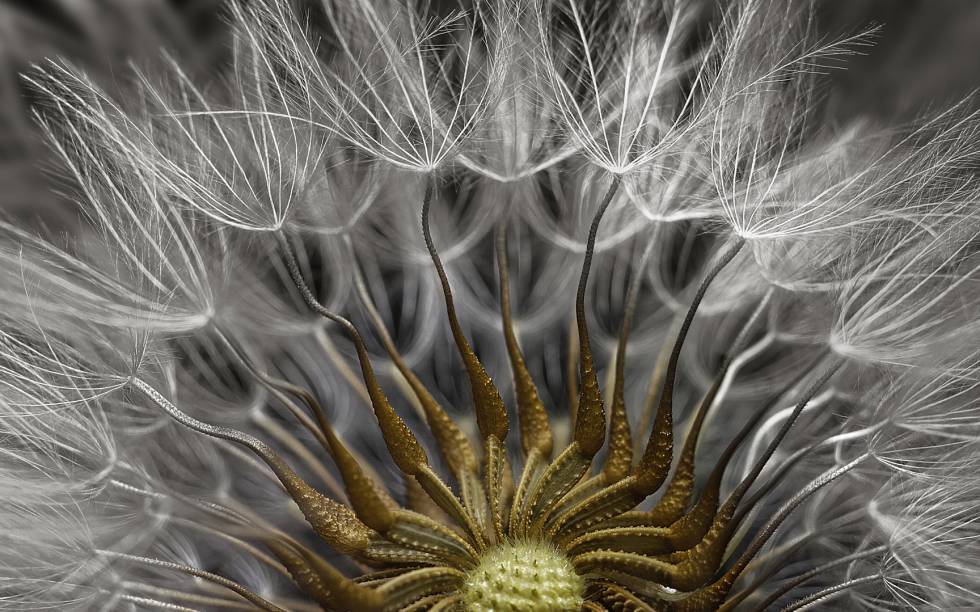 nikon small world photomicrography 2017