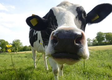 Por qué deberían preocuparle el bienestar y la alimentación de las vacas (y no es solo por las vacas)
