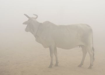 No podemos seguir comiendo carne como hasta ahora