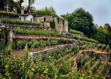 The Spanish vineyard revolution The Spanish vineyard revolution
