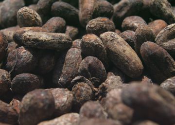 La era del cacao biodinámico La era del cacao biodinámico