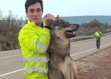 Un retén contraincendios de Castilla y León atropella a un lobo ibérico y posa con él a modo de trofeo