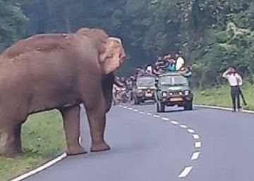 Un elefante mata a un hombre que se acercó al animal para hacerse un selfi