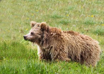Adiós al yeti: el abominable hombre de las nieves resulta ser un oso
