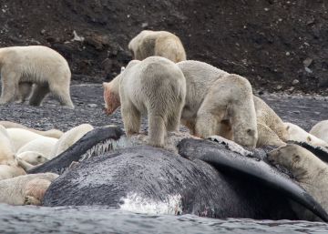 El festín de 200 osos polares con el cadáver de una ballena arrastrada por las corrientes en Siberia