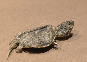 El fósil de una tortuga de 65 millones de años, descubierto en México