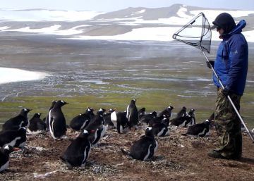 El hombre que susurraba a los pingüinos