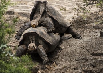 Cómo voltear una tortuga de 200 kilos