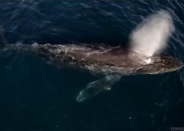 Ballenas a vista de dron