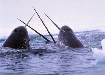 Los humanos están rompiendo el corazón a los unicornios del mar