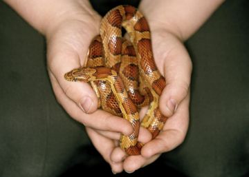 La serpiente me la quedo yo