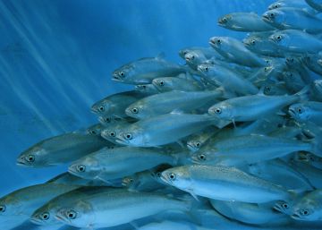 Por qué los salmones de piscifactoría son sordos