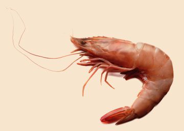 Gambas: lo peor está en la cabeza