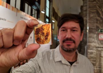 Hallada en España la garrapata más antigua del mundo, con 105 millones de años
