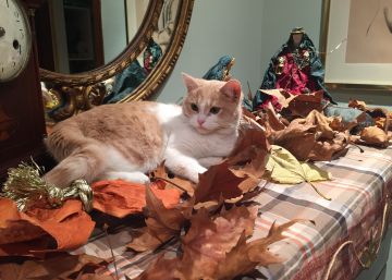 ¿Saben los gatos que es Navidad?