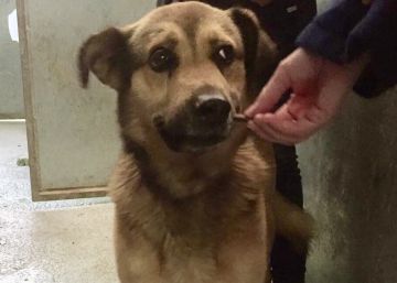 ‘Nicolás’, el perro apaleado que tiene en vilo a Oviedo