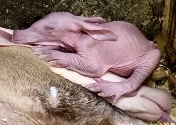 Así es la cría de cerdo hormiguero nacida en un zoo de Ohio