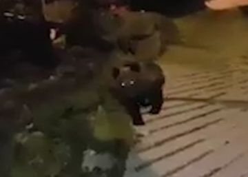 Un osezno herido de una pata busca comida en Liébana