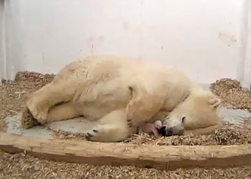 Muere en un zoo de Berlín una osezna polar a los 26 días de vida