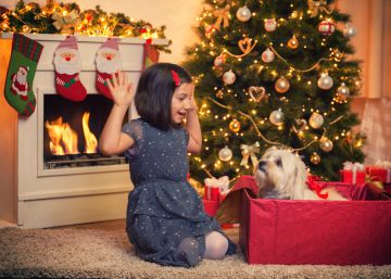 Seis razones por las que no debes regalar en Reyes un perro o un gato
