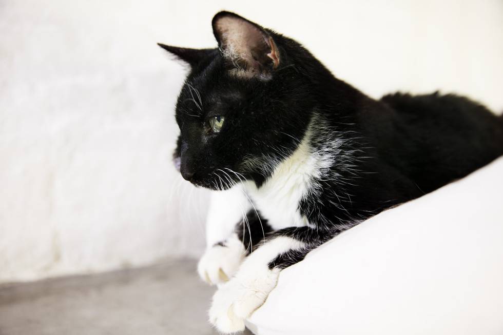 Iñaki Miramón y ‘Lola’, una gata en la tercera edad