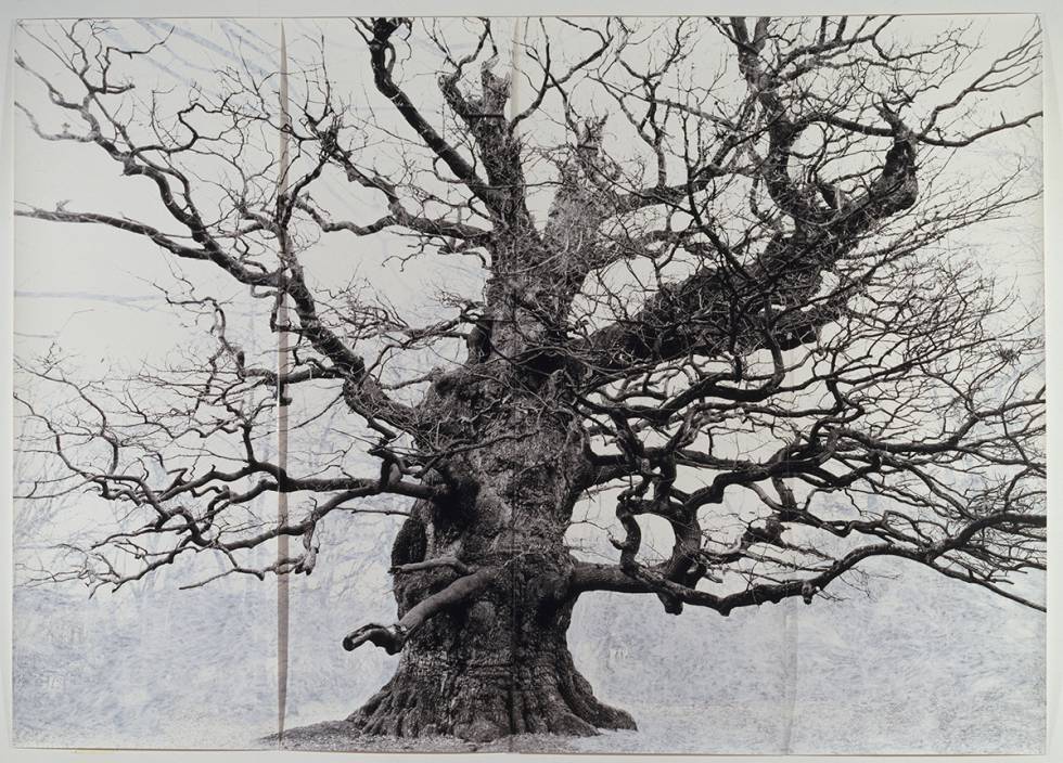 'Majesty' (2006). TACITA DEAN © Courtesy the artist; Frith Street Gallery, London and Marian Goodman Gallery, New York París.
