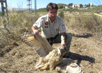 Los tendidos españoles electrocutan a más de 33.000 rapaces cada año