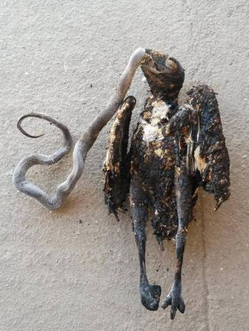 Un águila culebrera electrocutada, con una presa en el pico.