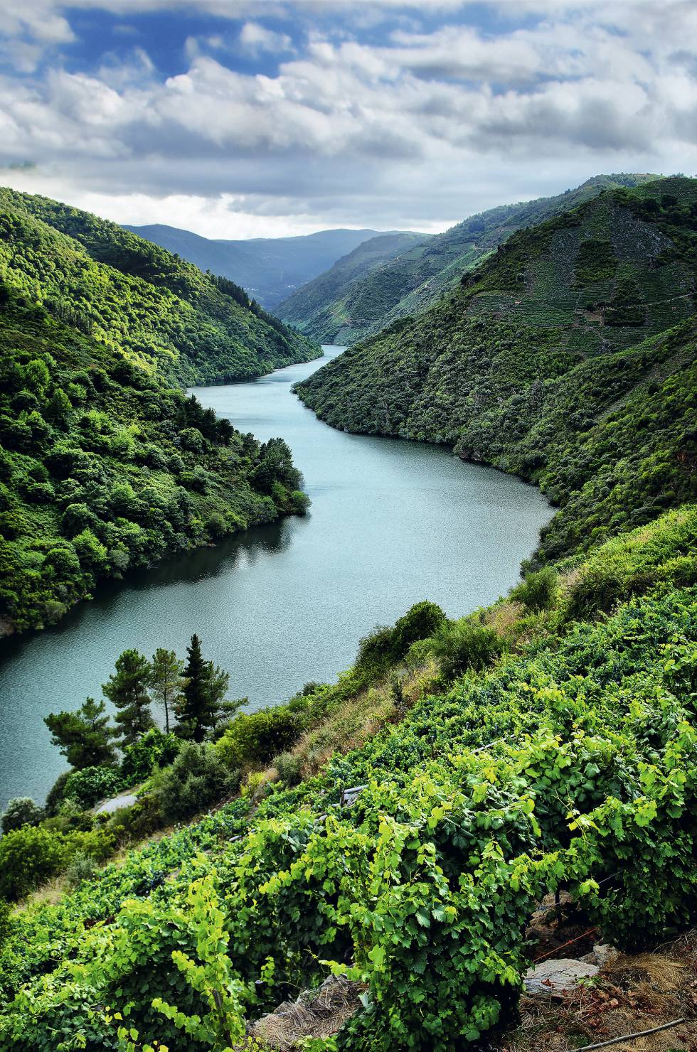 Vines in Galicia's Ribeira Sacra.