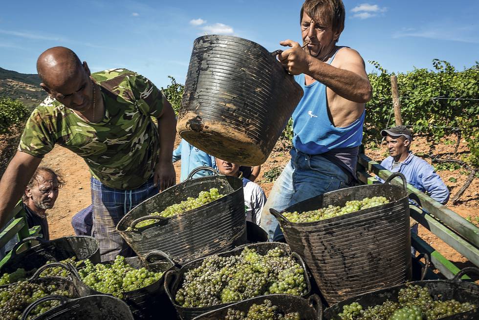 Harvesting the grapes at Raúl Pérez winery in El Bierzo.