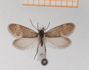 Ejemplo de un representante vivo de una polilla primitiva 'Glossata'.