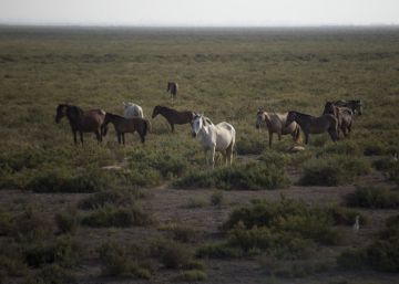 Una gripe de caballo