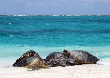 El calentamiento global convierte en hembras al 99% de las tortugas verdes