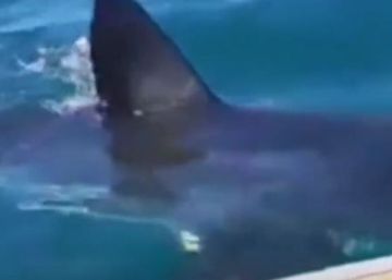 Un gran tiburón blanco asusta a una familia australiana en su día de pesca