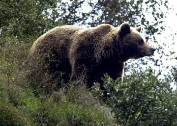Muere la osa parda ‘Tola’, emblema de la recuperación de la especie