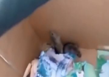Dos ratones engullen varios billetes por valor de 300 euros en un cajero de Kazajistán
