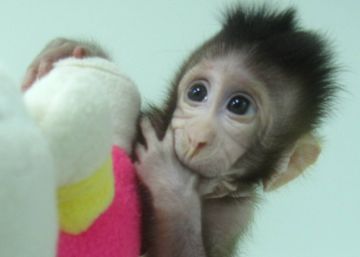 Cientistas chineses criam os primeiros macacos clonados com a técnica da ovelha ‘Dolly’