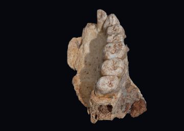 Un candidato a ser el ‘Homo sapiens’ más antiguo, hallado en Israel