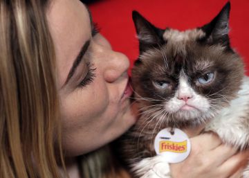 Grumpy Cat, la gata gruñona, gana un juicio por sus derechos de imagen