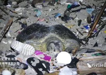 Una tortuga queda atrapada durante cinco horas entre montañas de basura
