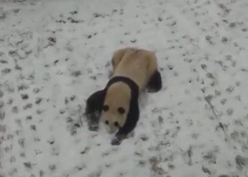 La divertida escena de una hembra de panda revolcándose en la nieve en China